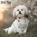 Shih Tzu Wall Calendar 2025 (PFP)