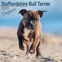 Staffordshire Bull Terrier Puppies Wall Calendar 2025 (PFP)