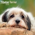 Tibetan Terrier Wall Calendar 2025 (PFP)