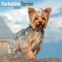 Yorkshire Terrier Wall Calendar 2025 (PFP)