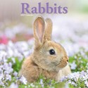 Rabbits Wall Calendar 2025 (PFP)