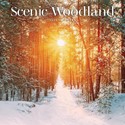 Scenic Woodland Wall Calendar 2025 (PFP)