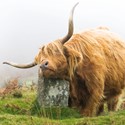 Countryside Collection Card - Highland Cow