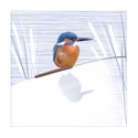 RSPB Nature Trail Card - Kingfisher