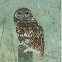 Enchanted Wildlife Card - Owl