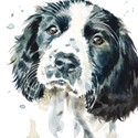 Puppy Dog Eyes Card Collection - Springer Spaniel Smudge
