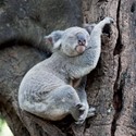 Caught On Camera Card Collection - Koala Nap Time