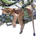 Caught On Camera Card Collection - Lion Afternoon Snooze