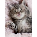 Animal Blank Card - Snuggling Kitten