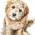 Puppy Dog Eyes Card Collection - Labradoodle Larry
