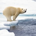What On Earth Card (Plastic Free Card) - Polar Bear