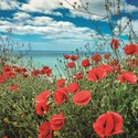 What On Earth Card (Plastic Free Card) - Poppies In Cornwall