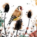 RSPB Field & Forest Card - Goldfinch