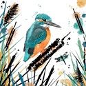 RSPB Field & Forest Card - Kingfisher
