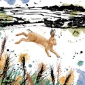 RSPB Field & Forest Card - Hare
