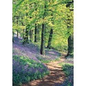 Mini Notecard Pack (5 Cards) - Bluebell Wood