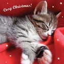 Charity Christmas Card Pack - Very Cosy Christmas