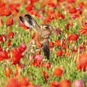 Countryside Collection Card - Hare & Poppies