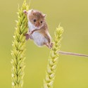 Countryside Collection Card - Balancing Mouse