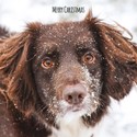 Charity Christmas Card Pack - Snowy Pup