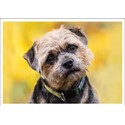 Barking at the Moon Card - Border Terrier (Splimple)
