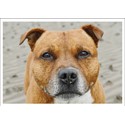 Barking at the Moon Card - Staffordshire Bull Terrier (Splimple)