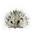 Fur & Feather Card Collection - Hedgehog