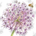 Bee-Tanical Card Collection - Allium