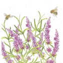 Bee-Tanical Card Collection - Lavender