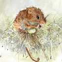 Fur & Feather Card Collection - Harvest Mouse