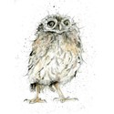 Fur & Feather Card Collection - Little Owl