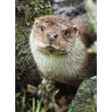 Animal Blank Card - Otter