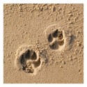Snozzle Card - Paw Prints In The Sand (Splimple)
