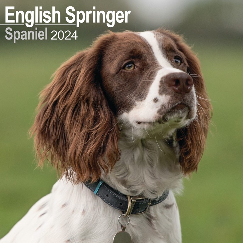 english-springer-spaniel-wall-calendar-2024