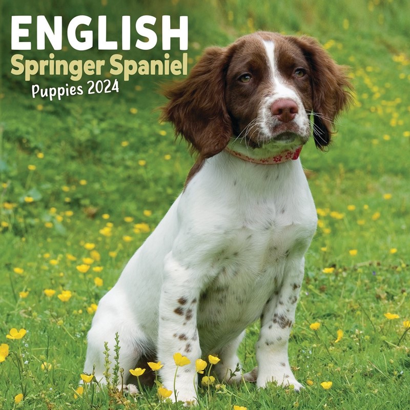 english-springer-spaniel-puppies-mini-wall-calendar-2024