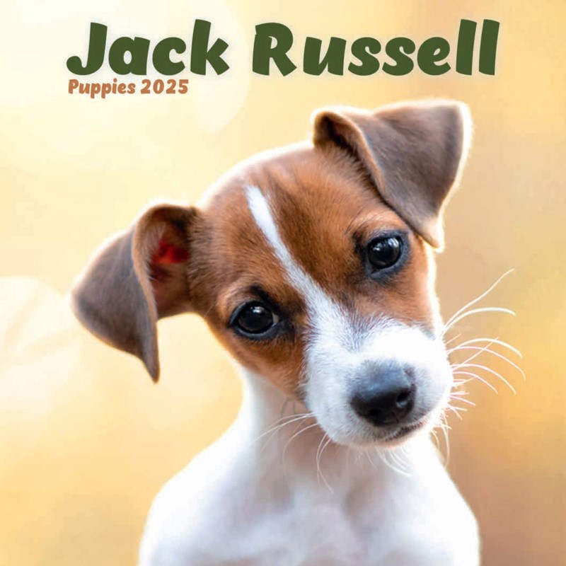 Jack Russell Puppies Mini Wall Calendar 2025 (PFP)