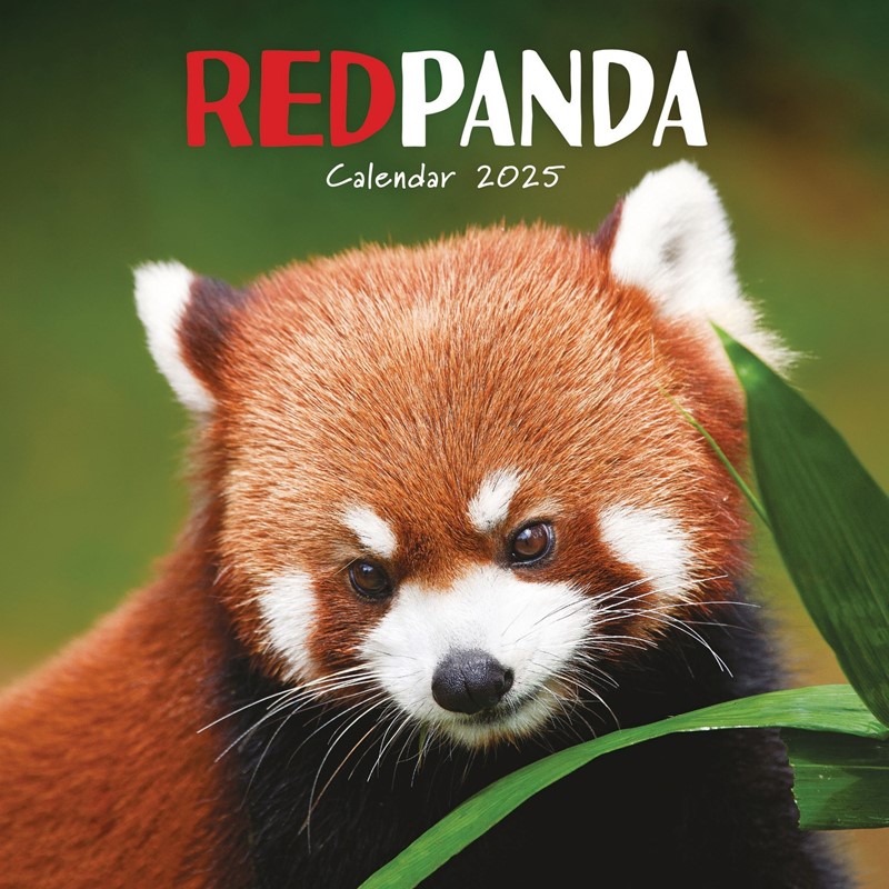 Red Pandas Wall Calendar 2025 (PFP)