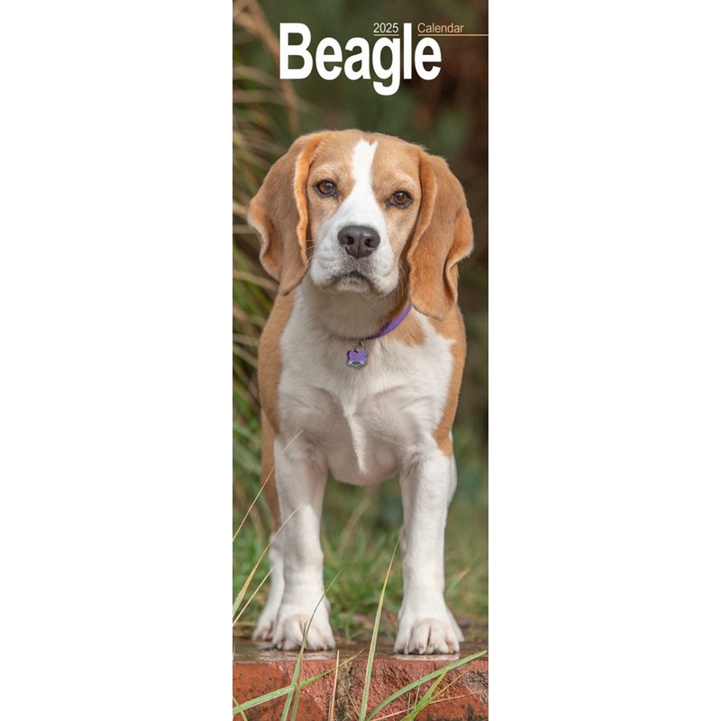 Beagle Slim Calendar 2025 (PFP)