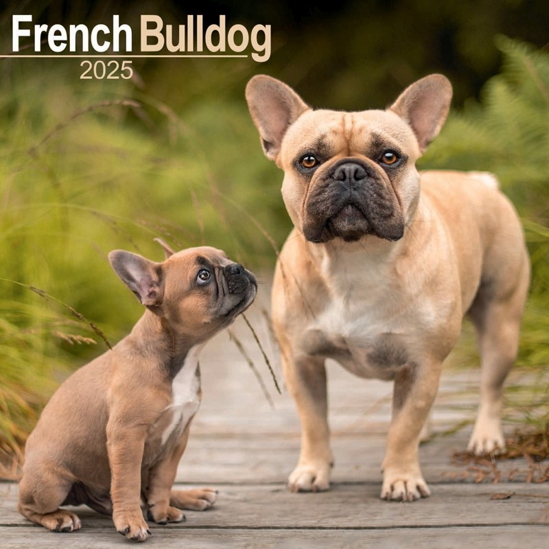 French Bulldog Wall Calendar 2025 (PFP)