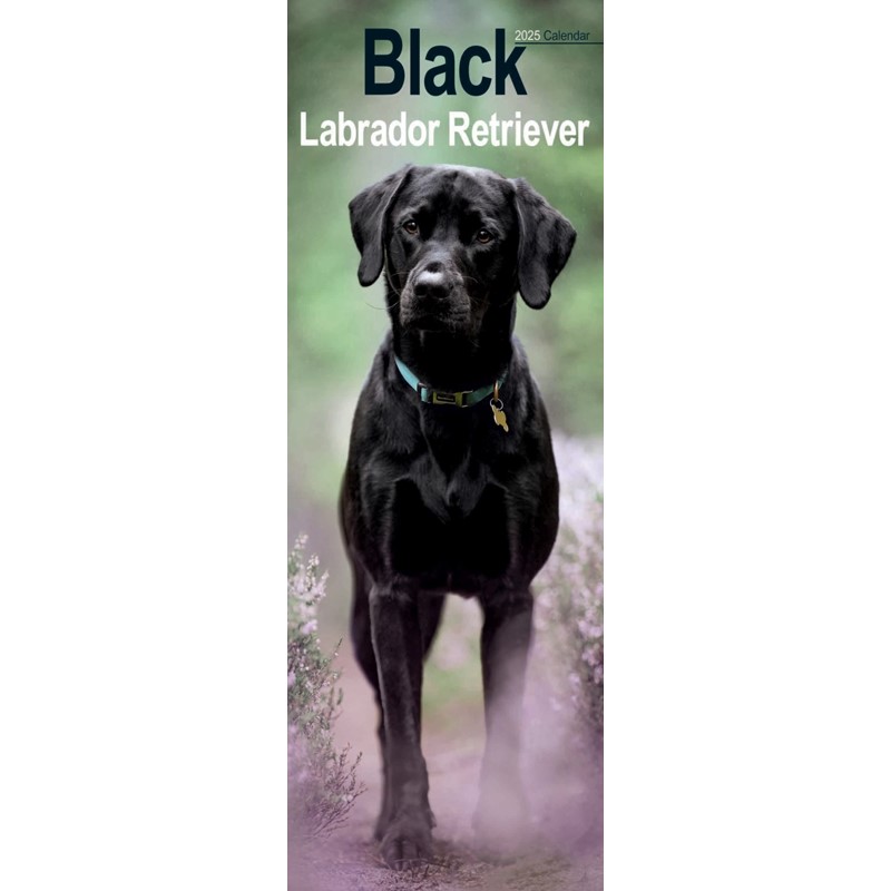 Labrador Retriever Black Slim Calendar 2025 (PFP)