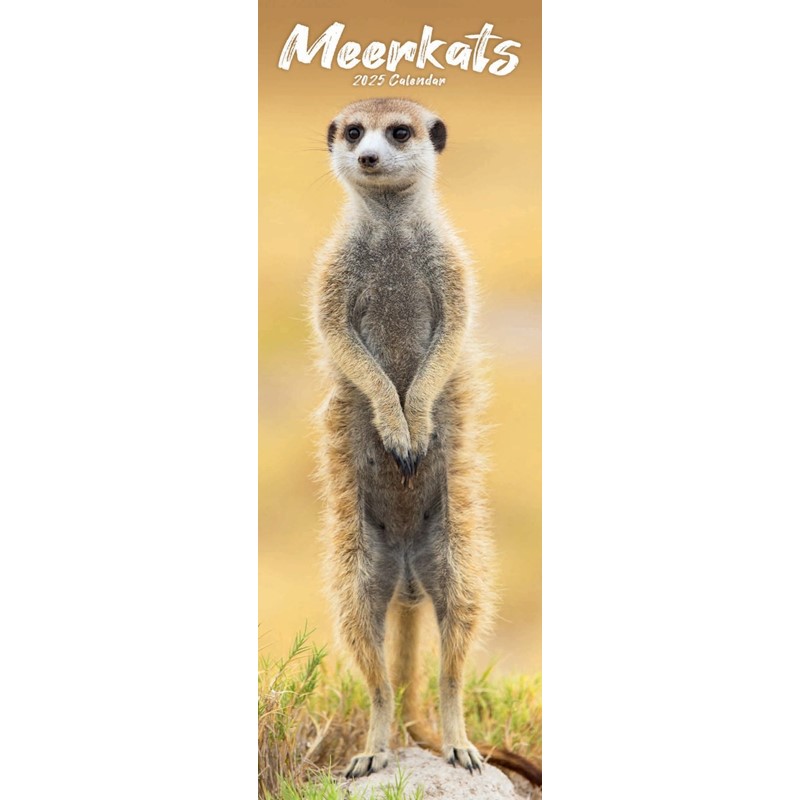 Meerkats Slim Calendar 2025 (PFP)