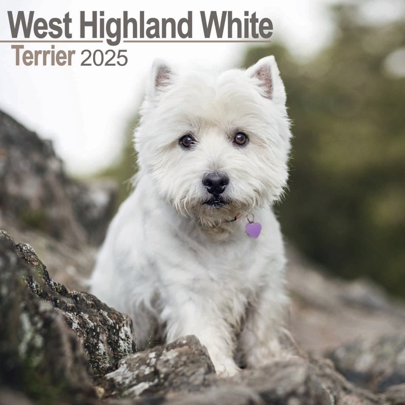 West Highland White Terrier Wall Calendar 2025 (PFP)