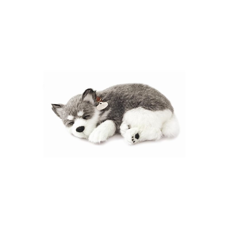 Precious Petzzz - Alaskan Husky