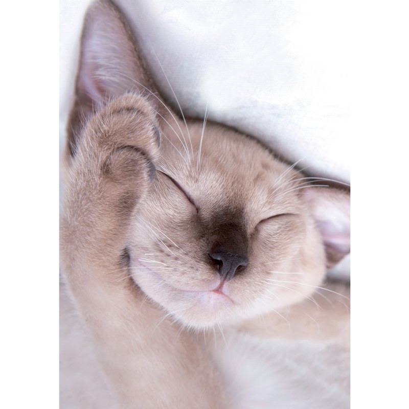 Cats Protection Stationery - Notecard Pack Sleeping Kitten Kitten Cuddles