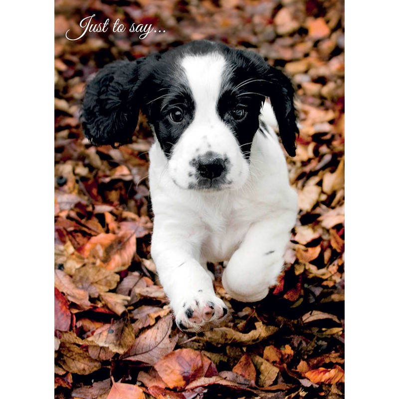 Animal Birthday Card - Springer Puppy