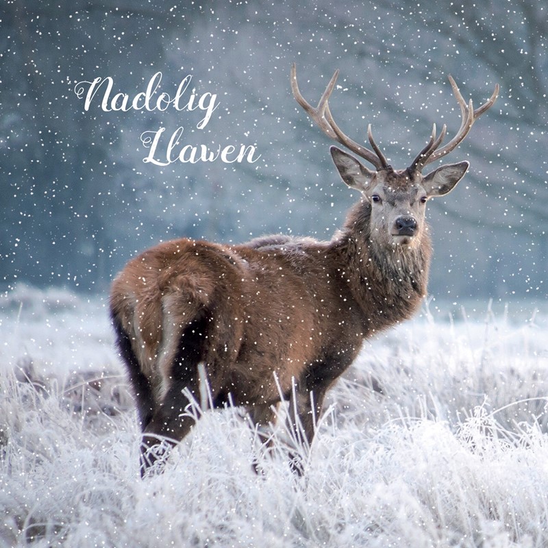 Welsh Christmas Cards (Small) - Snowy Stag