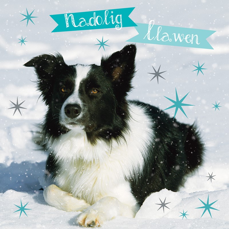 Welsh Christmas Cards (Small) - Christmas Collie