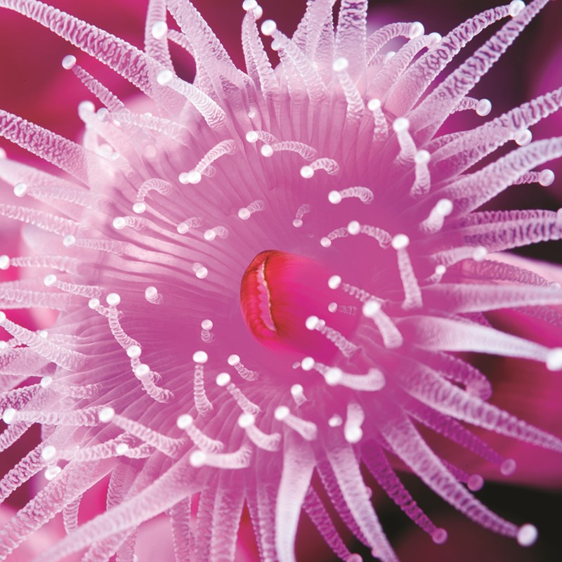 What On Earth Card (Plastic Free Card) - Jewel Anemone