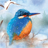 77585_RSPB_Kingfisher-in-Snow_gc.jpg