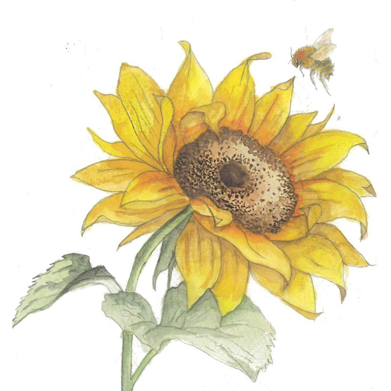 Bee-Tanical Card Collection - Sunflower